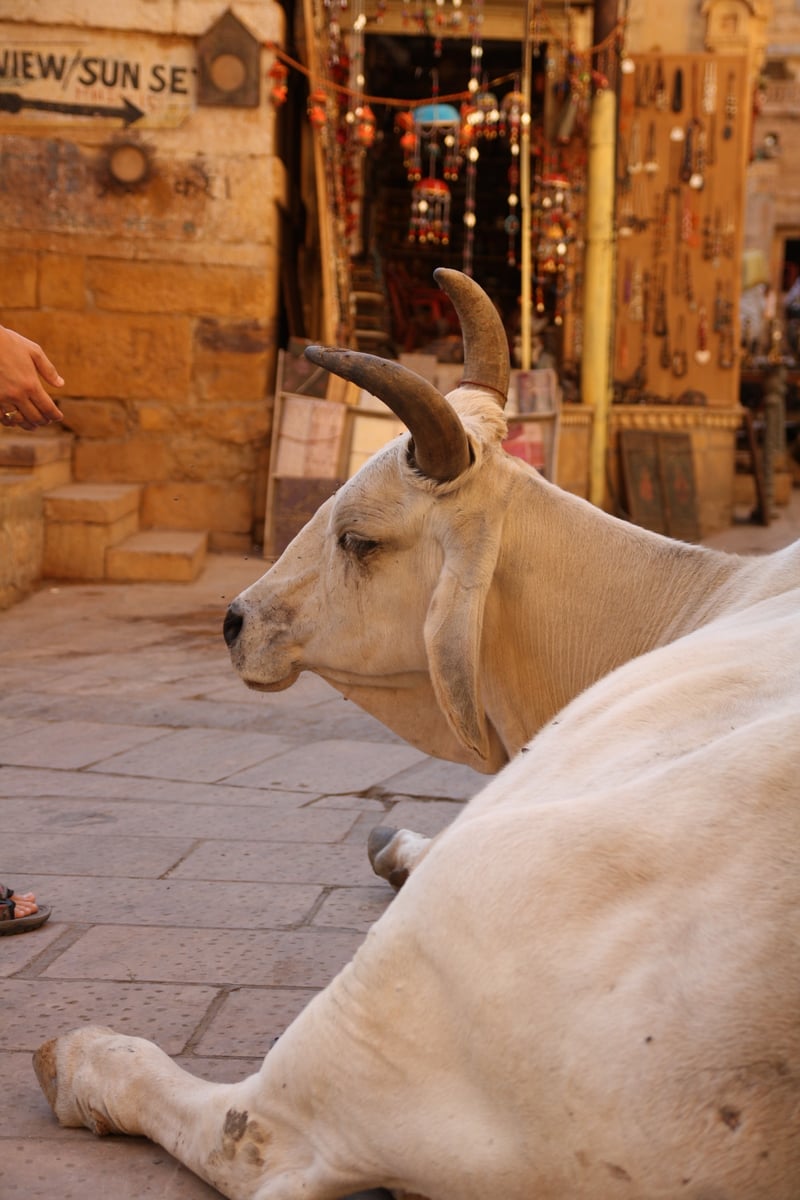 Rajasthan6